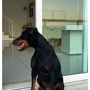 Mansão de Xamã é puro luxo: tem espaço reservado para animais