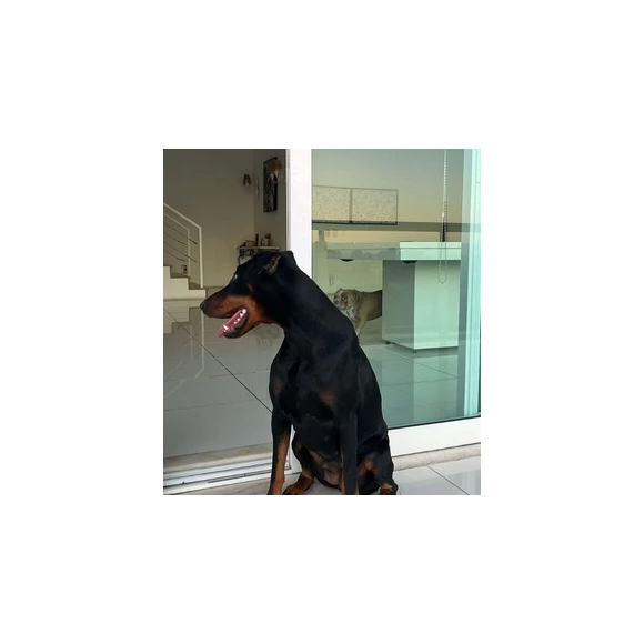 Mansão de Xamã é puro luxo: tem espaço reservado para animais