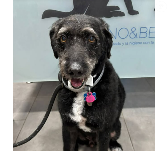 Como identificar Boro: cachorro mestiço, medroso, que perdeu a coleira azul ao fugir do local do acidente, segundo testemunhas.