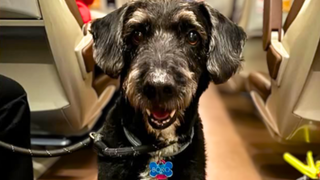 O que aconteceu com Boro, o fofo cachorro que estava no acidente de trem em Adamuz? Descubra situação atual, boatos e o estado das buscas