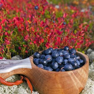 Geralmente, mirtilos cultivados são maiores, mais doces e menos ácidas, mas por serem cultivados perdem nutrientes preciosos