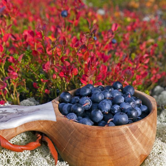 Geralmente, mirtilos cultivados são maiores, mais doces e menos ácidas, mas por serem cultivados perdem nutrientes preciosos